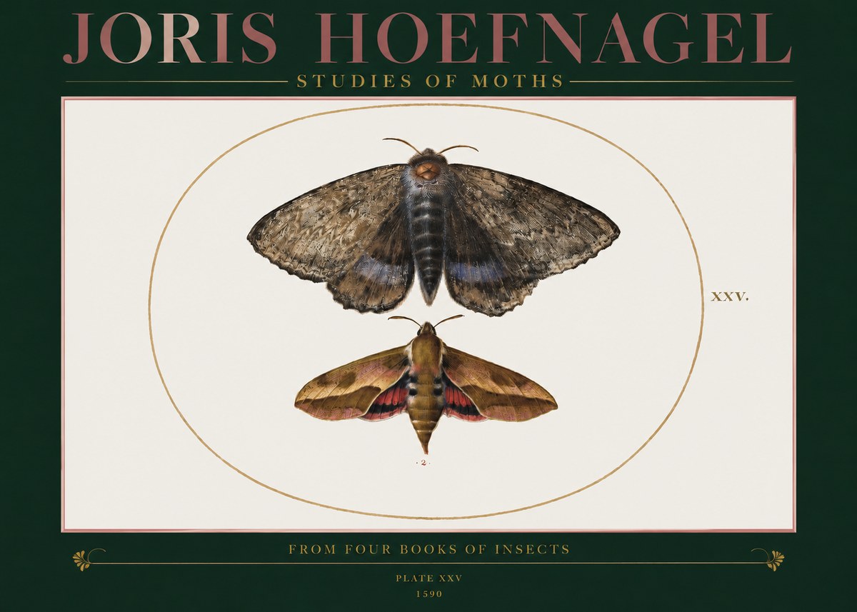 Joris Hoefnagel Studies of Moths I No2 - Poster