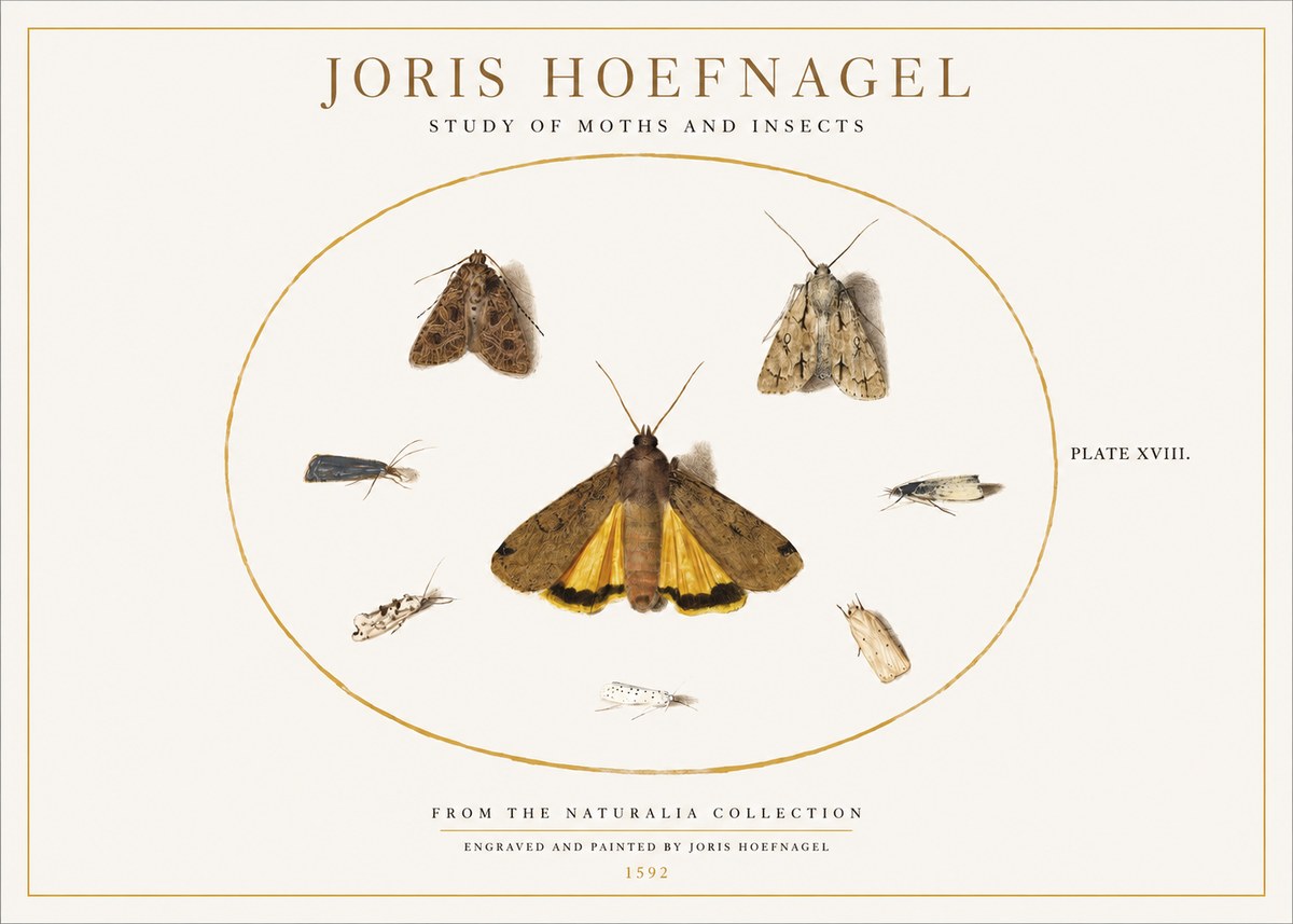 Joris Hoefnagel Study of Moths and Insects No1 - Poster