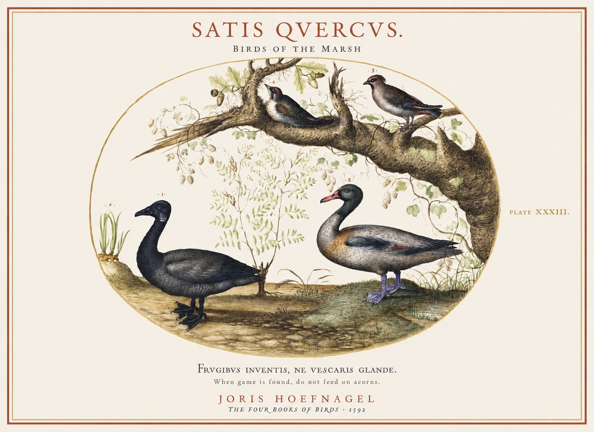 Joris Hoefnagel Satis Quercus. Birds of the Marsh No1 - Poster