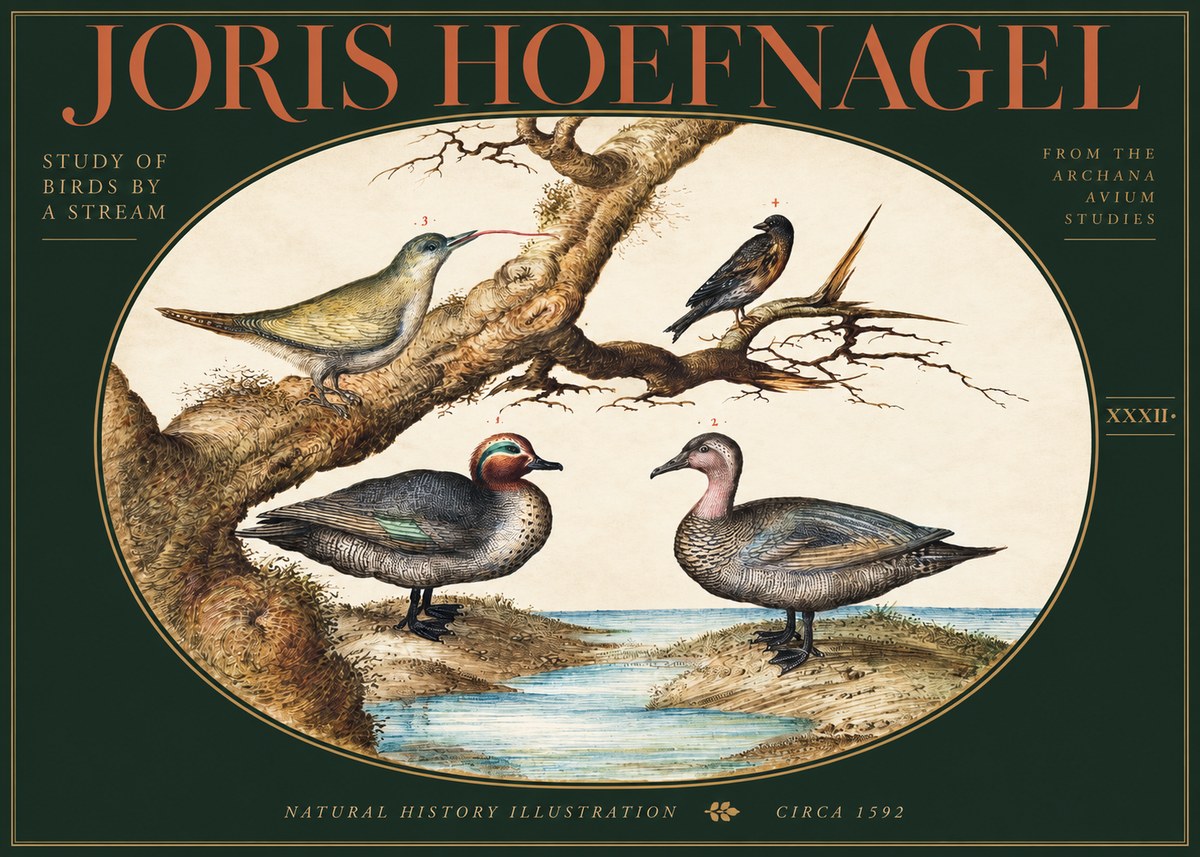 Joris Hoefnagel Study of Birds by a Stream No3 - Poster