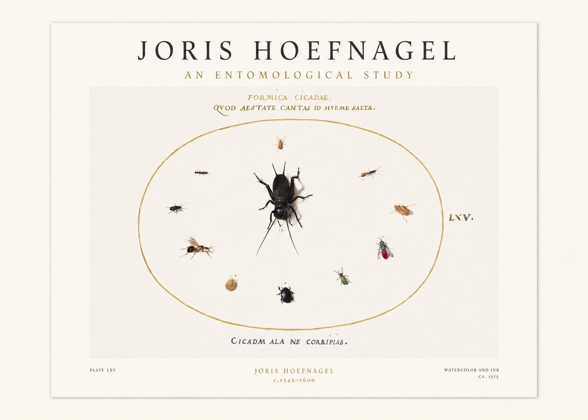 Joris Hoefnagel Formica Cicadae No1 - Poster