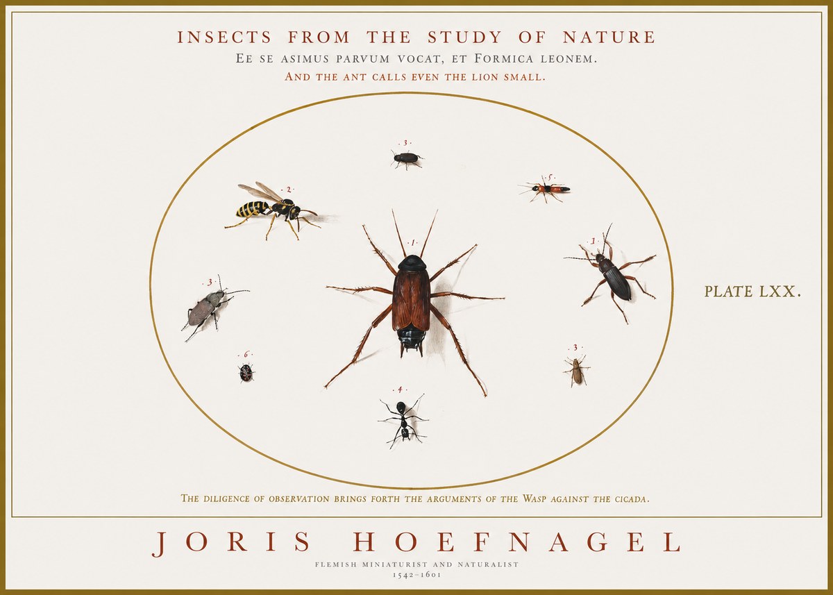 Joris Hoefnagel Insects from the Study of Nature No1 - Poster