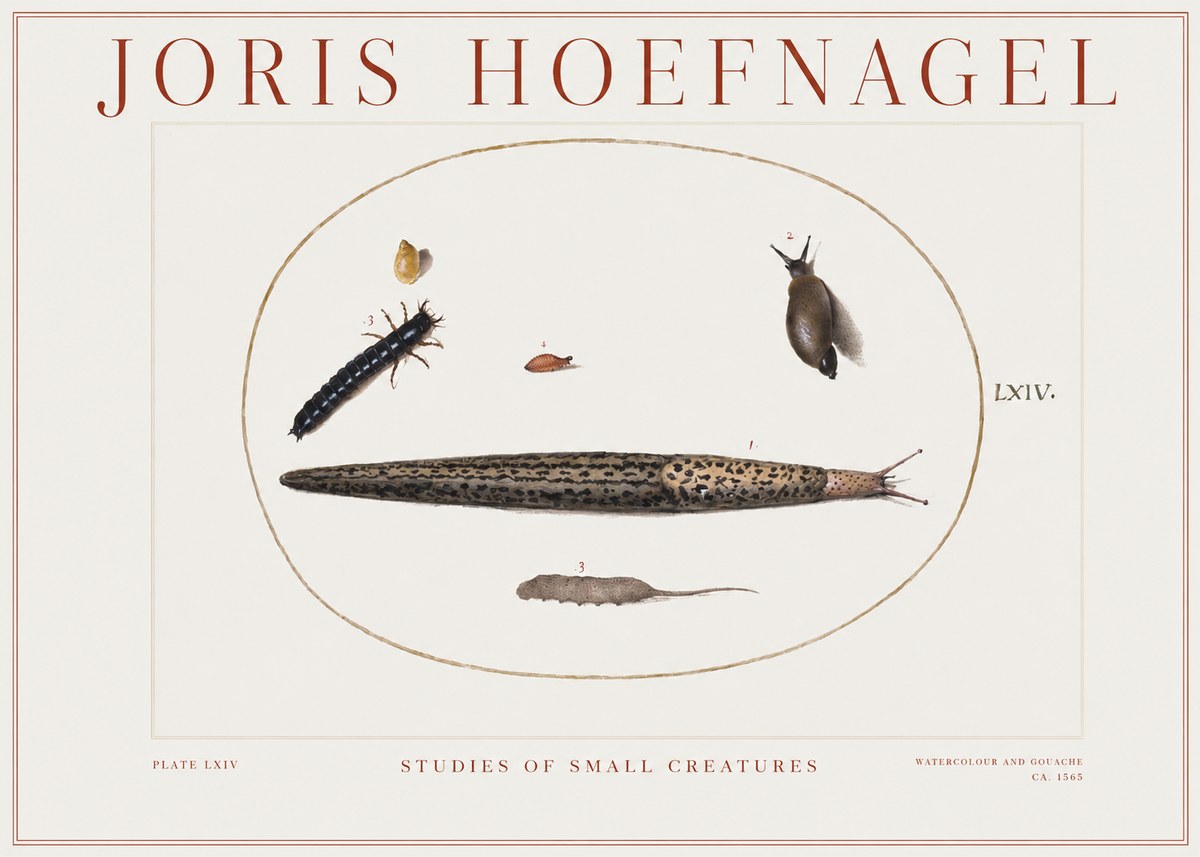 Joris Hoefnagel Plate Lxiv No2 - Poster