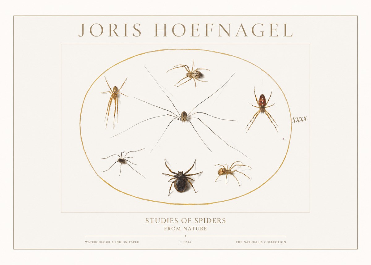 Joris Hoefnagel Studies of Spiders from Nature No1 - Poster