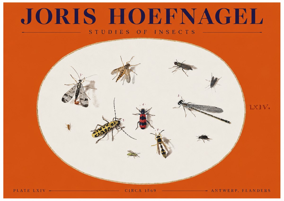 Joris Hoefnagel Studies of Insects - Plate Lxiv No2 - Poster
