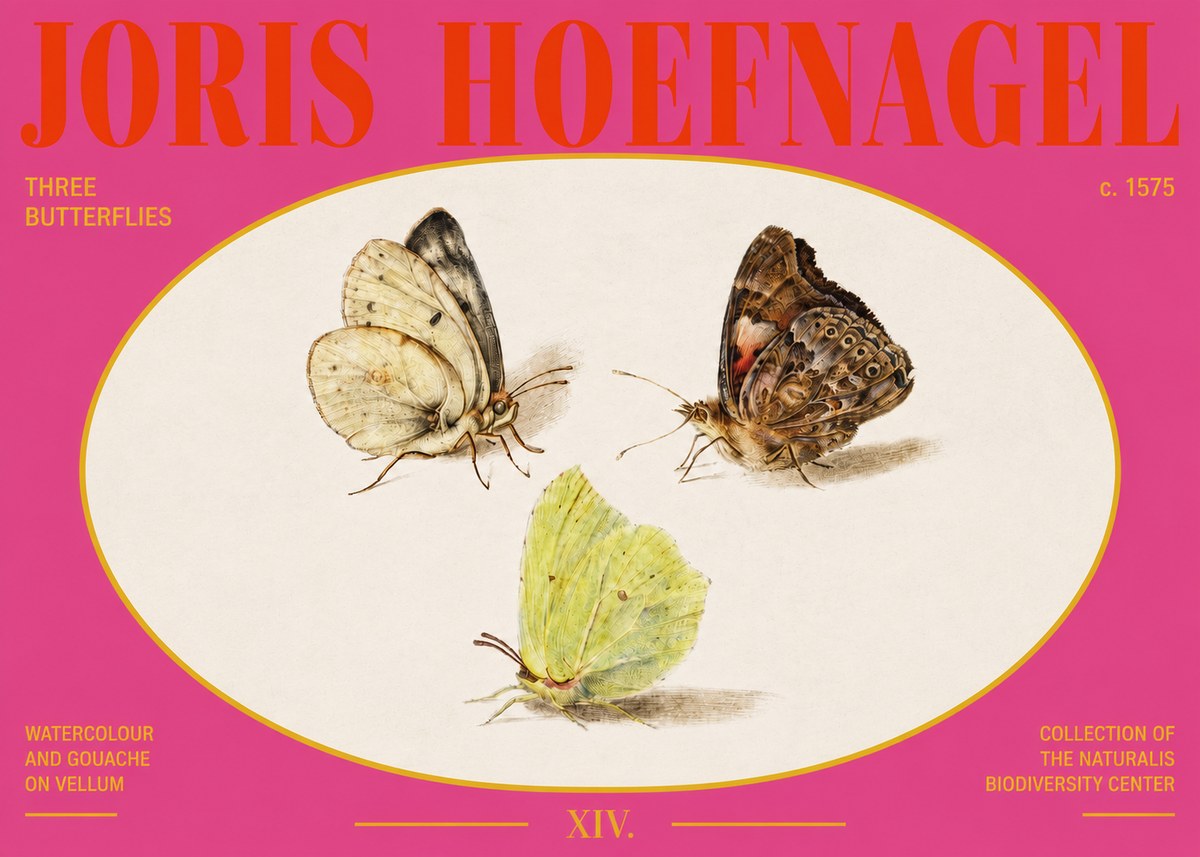 Joris Hoefnagel Three Butterflies II No3 - Poster
