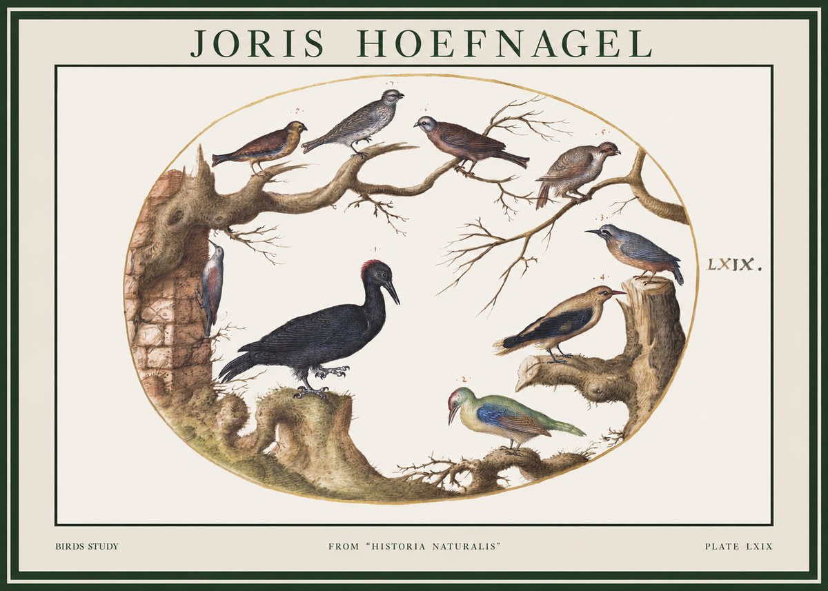 Joris Hoefnagel Birds in an Oval Frame No2 - Poster
