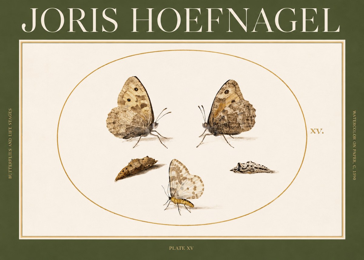 Joris Hoefnagel Butterflies and Life Stages - Plate Xv No2 - Poster