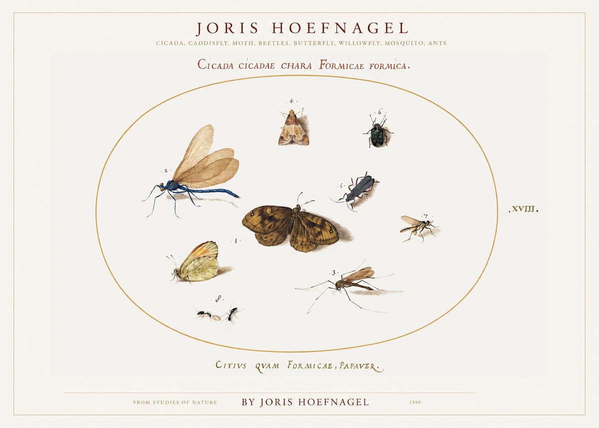Joris Hoefnagel Cicada Cicadae Chara Formicae Formica. No1 - Poster
