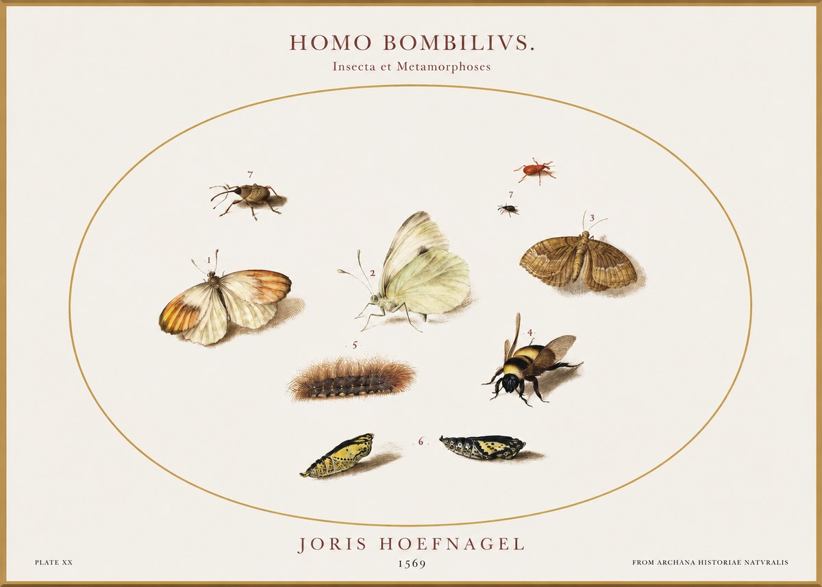 Joris Hoefnagel Homo Bombilivs. Insecta Et Metamorphoses No1 - Poster