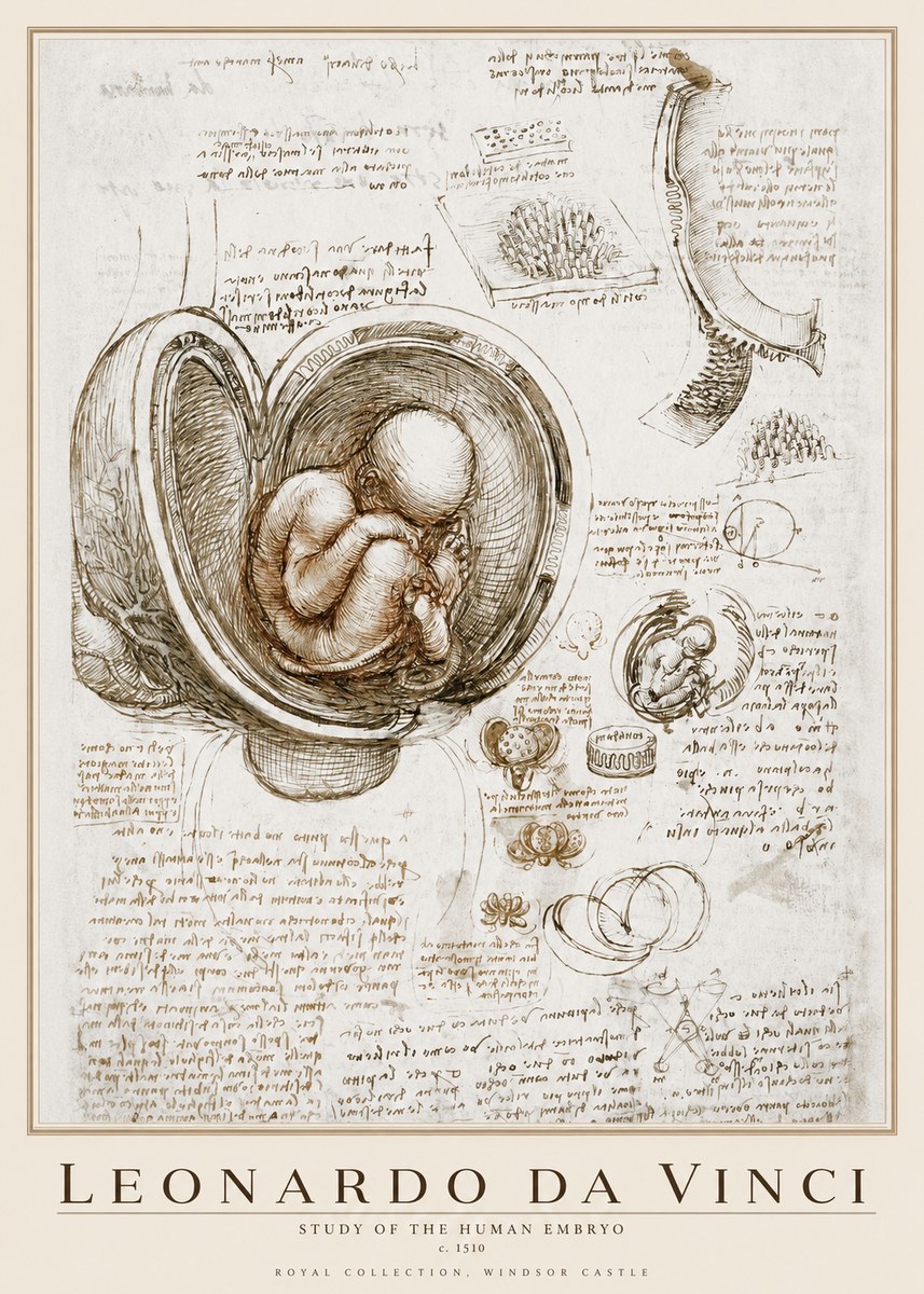 Leonardo da Vinci Studies of the Fetus in the Womb No4 - Poster