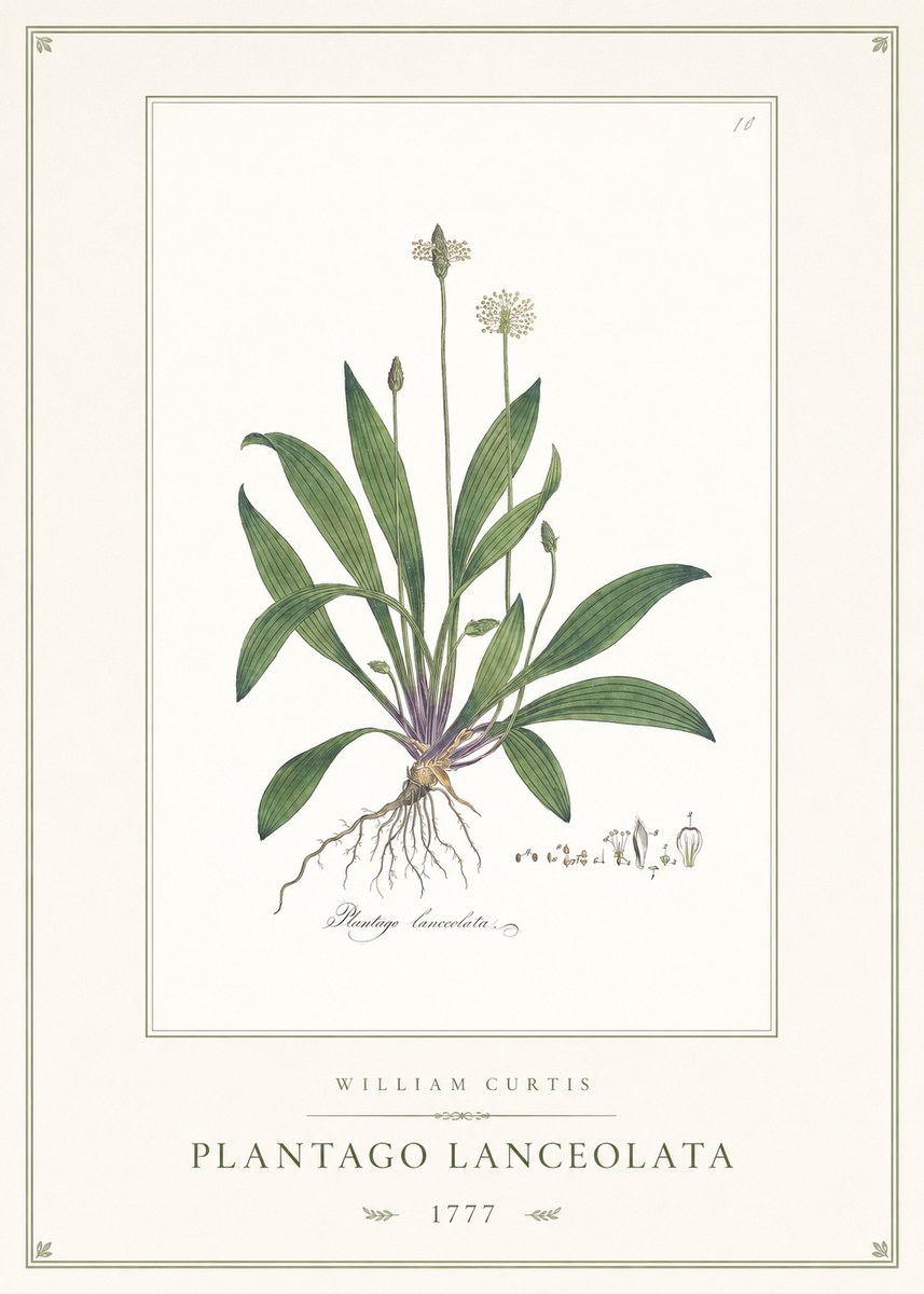 William Curtis Plantago Lanceolata II No1 - Poster