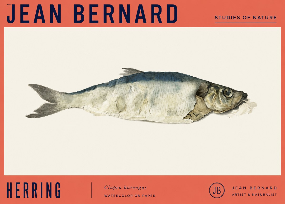 Jean Bernard Herring No4 - Poster