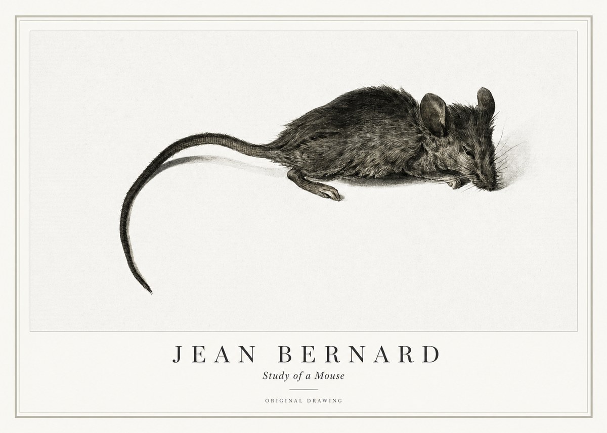 Jean Bernard Study of a Mouse I No1 - Poster