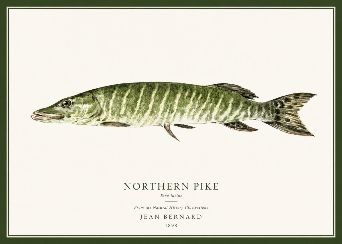 Jean Bernard Northern Pike No1 - Poster