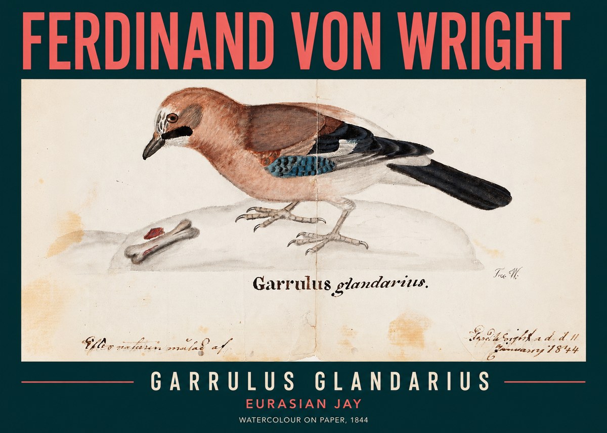 Ferdinand von Wright Garrulus Glandarius No2 - Poster