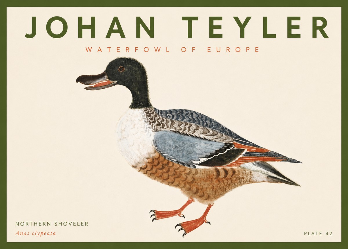 Johan Teyler Northern Shoveler (Anas Clypeata) No4 - Poster