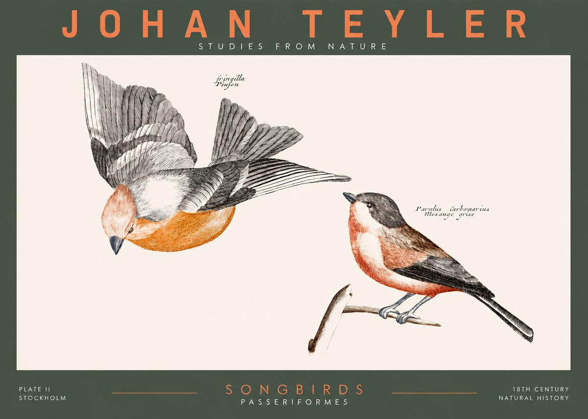 Johan Teyler Songbirds - Plate Ii No2 - Poster