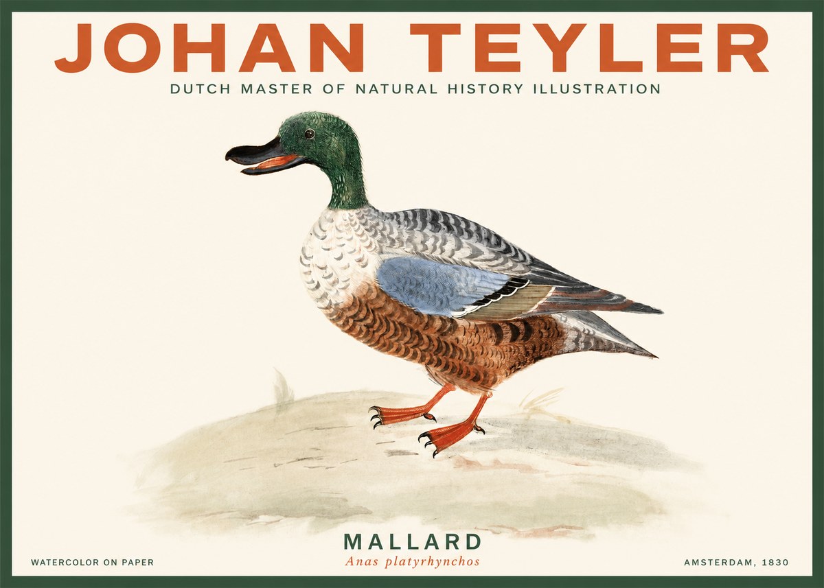 Johan Teyler A Study of a Duck No3 - Poster