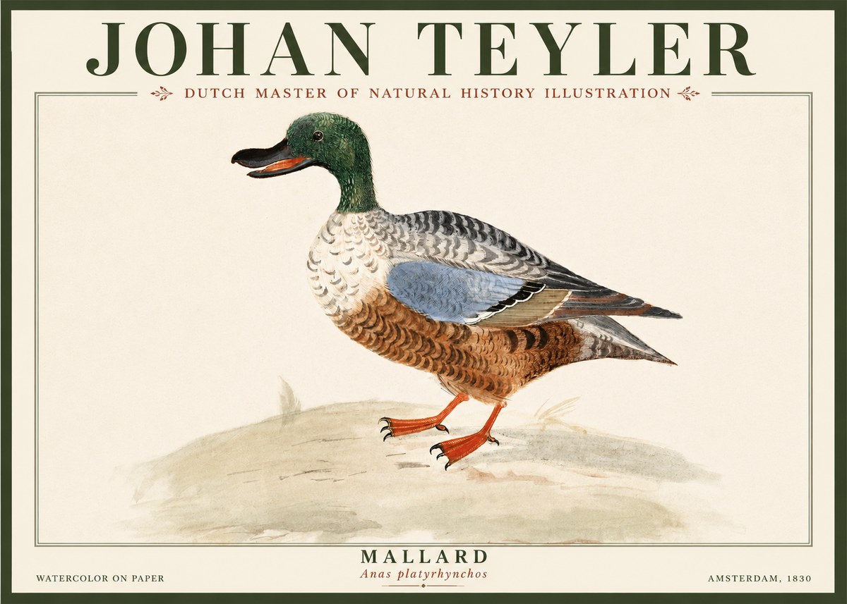 Johan Teyler A Study of a Duck No5 - Poster