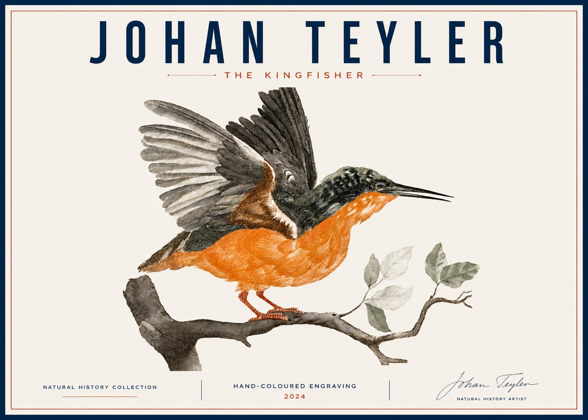 Johan Teyler Kingfisher No6 - Poster
