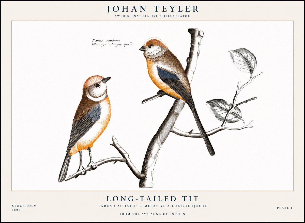 Johan Teyler Long-tailed Tit No1 - Poster