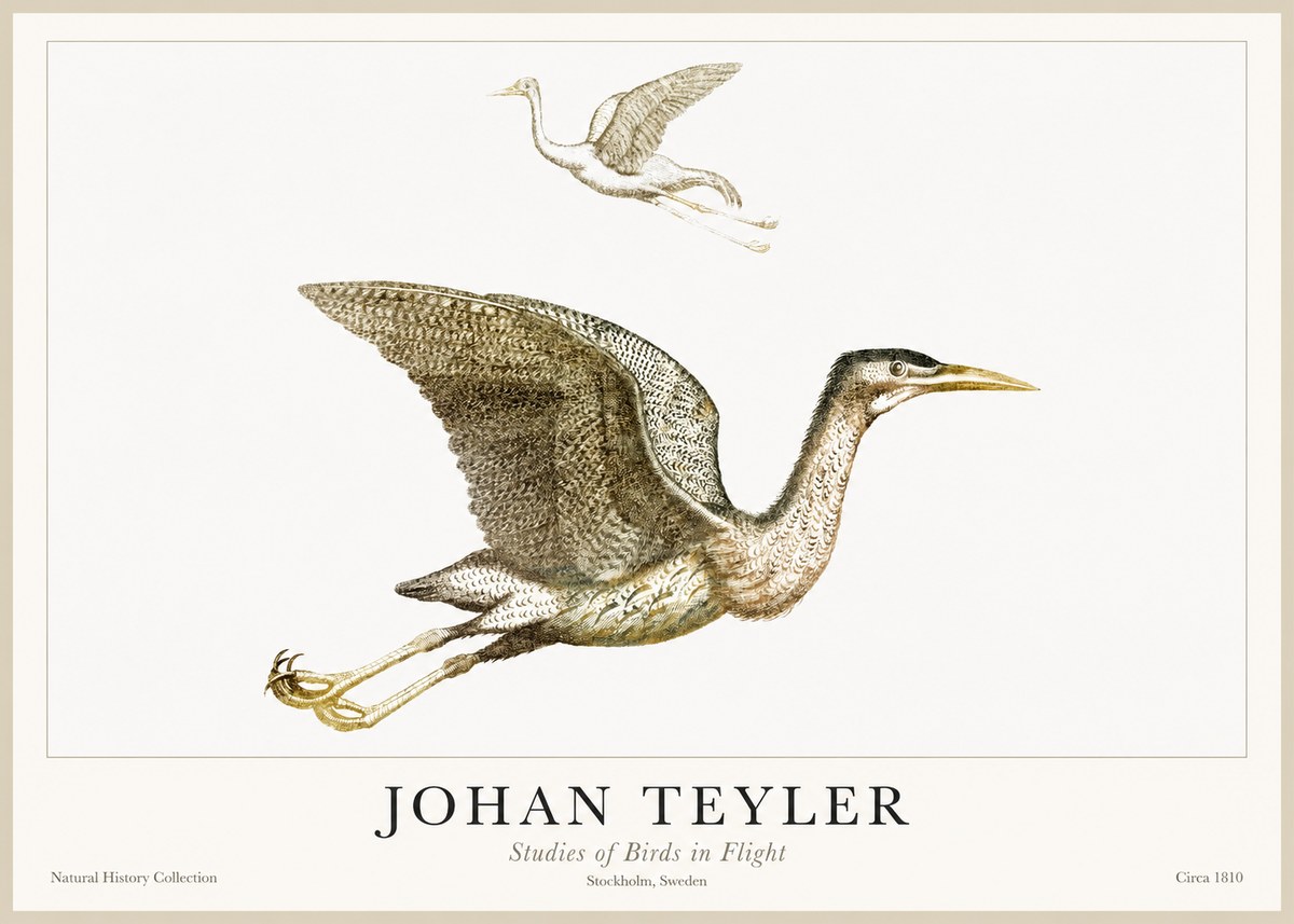 Johan Teyler Studies of Birds in Flight No1 - Poster