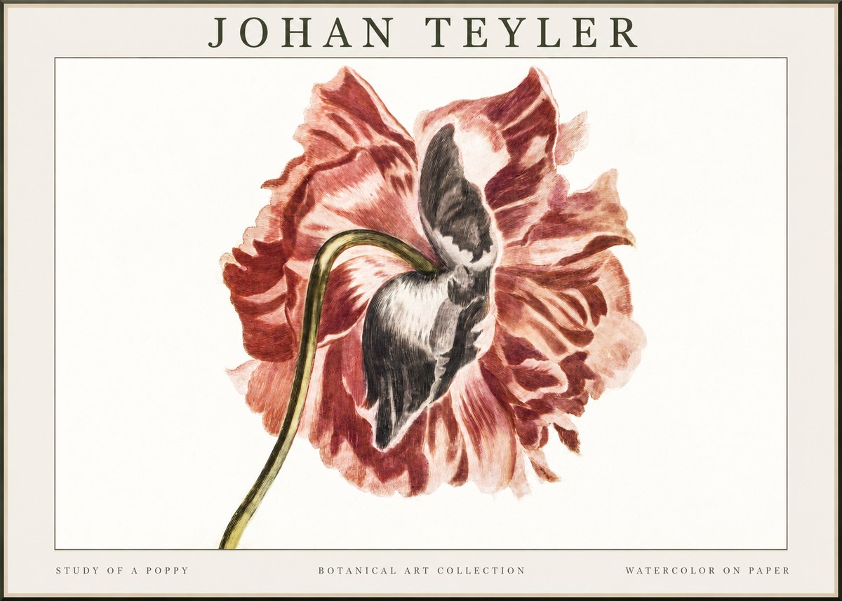 Johan Teyler Study of a Poppy No1 - Poster