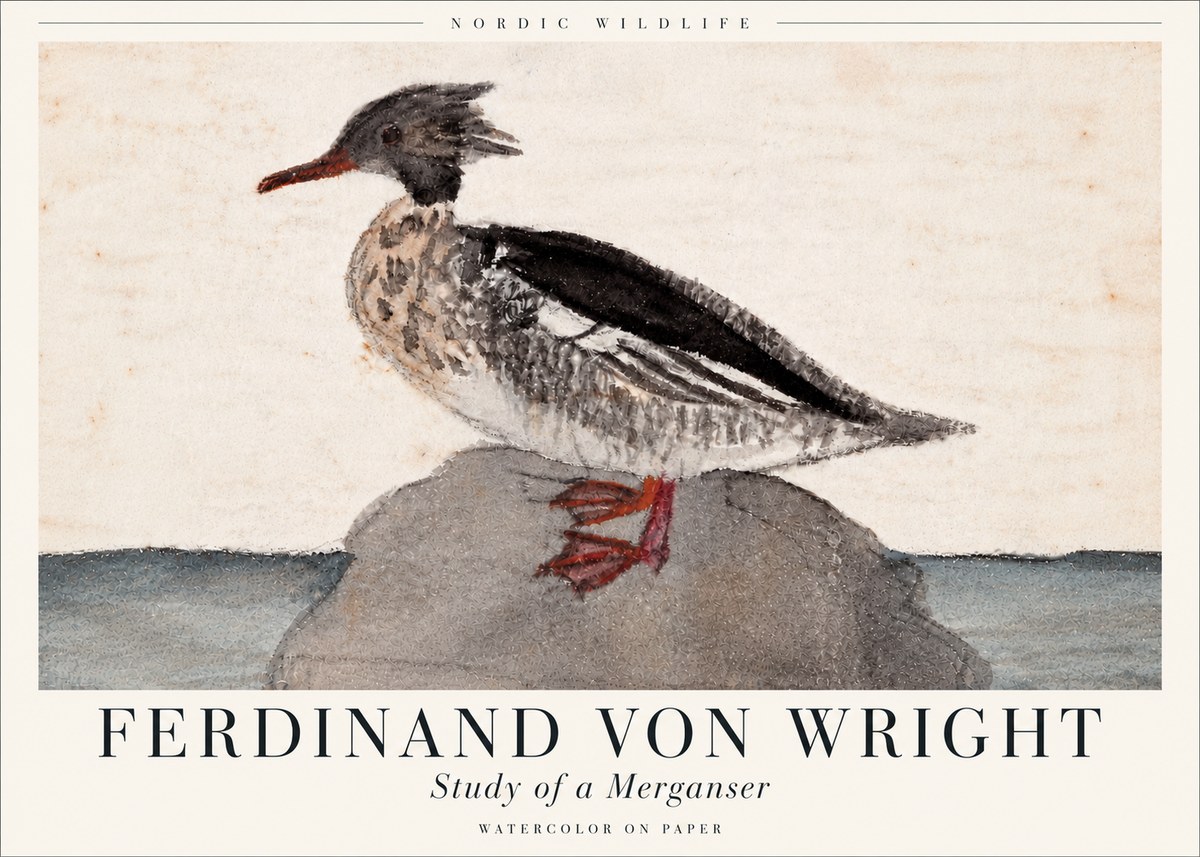 Ferdinand von Wright Study of a Merganser No6 - Poster