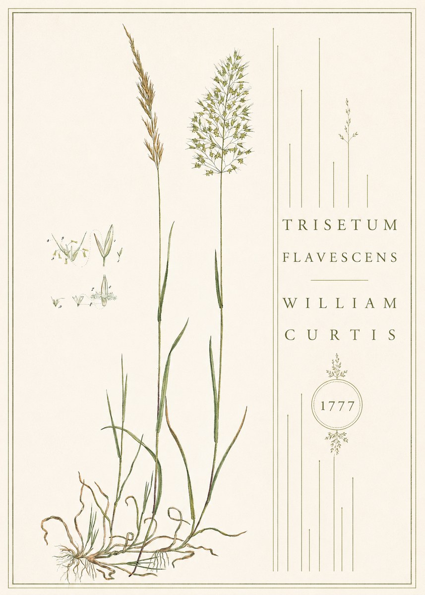 William Curtis Trisetum Flavescens II No4 - Poster