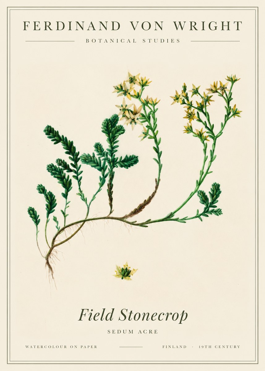 Ferdinand von Wright Botanical Study No3 - Poster