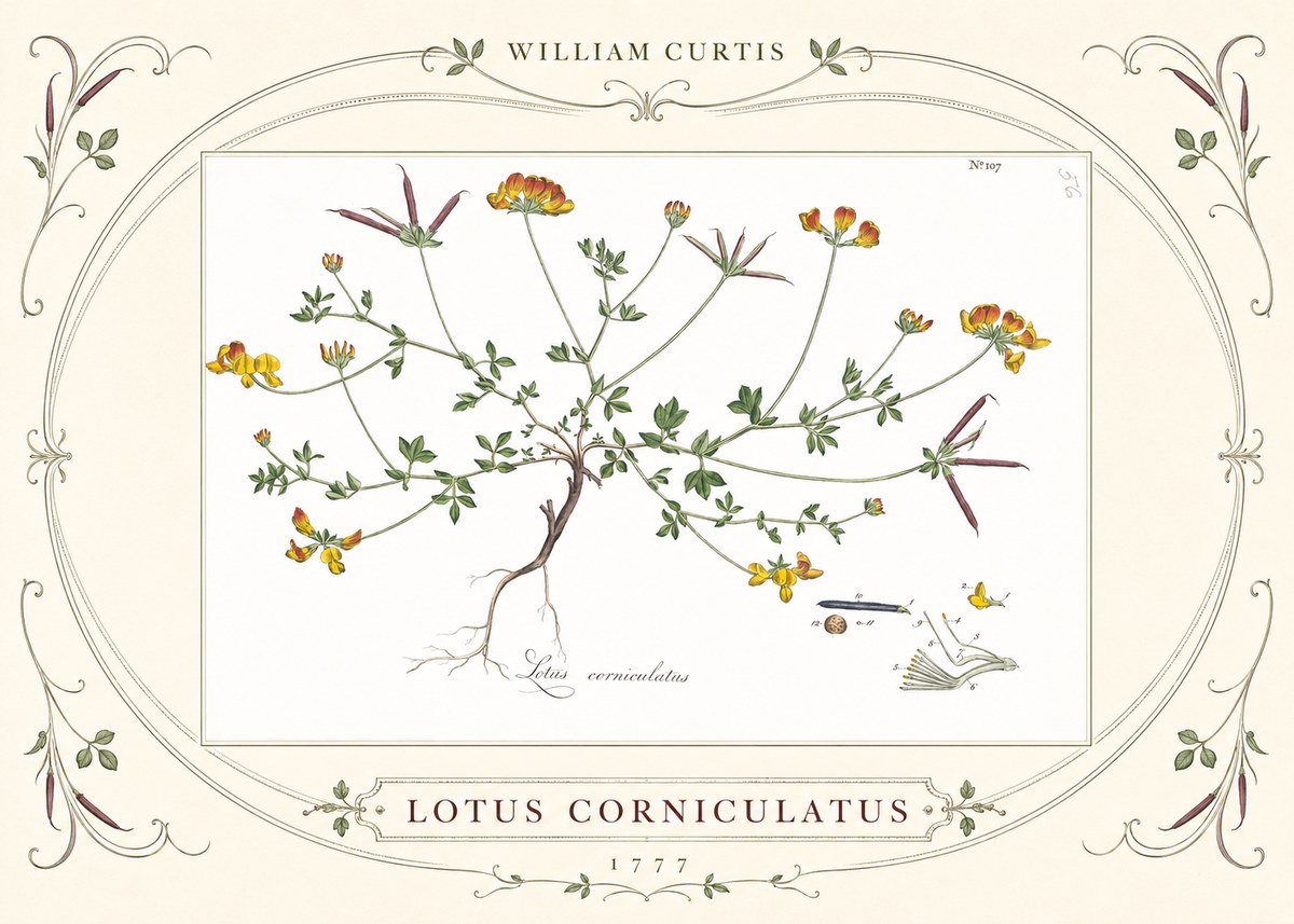 William Curtis Lotus Corniculatus II No3 - Poster