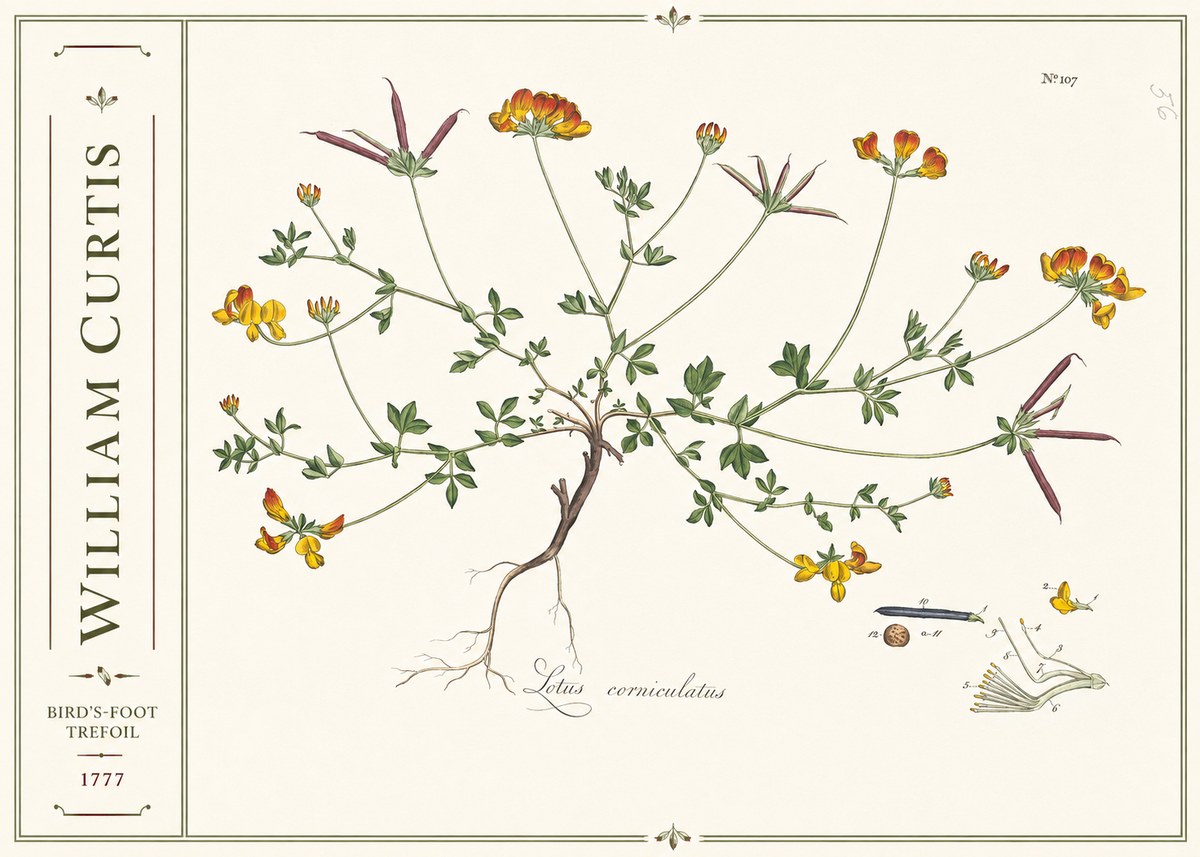 William Curtis Bird's-foot Trefoil No2 - Poster
