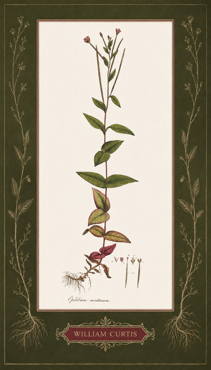 William Curtis Epilobium Montanum. No5 - Poster