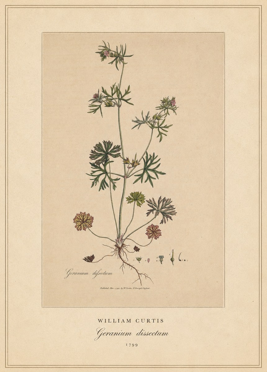 William Curtis Geranium Dissectum II No4 - Poster