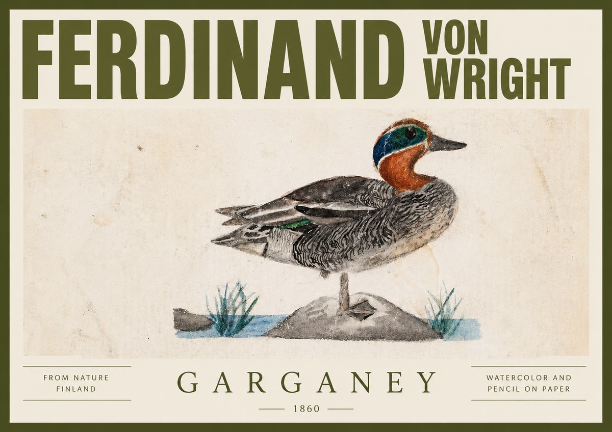 Ferdinand von Wright Garganey No4 - Poster