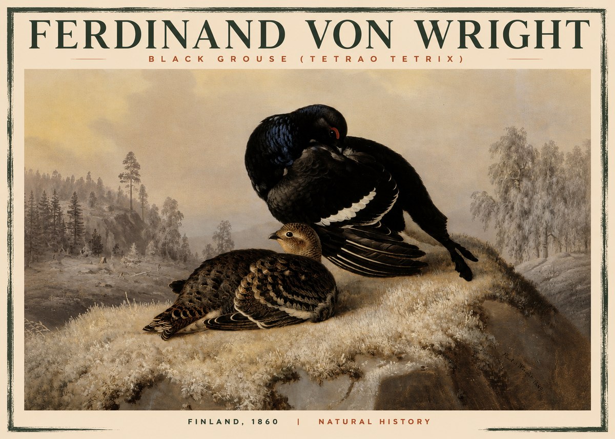 Ferdinand von Wright Black Grouse (Tetrao Tetrix) No2 - Poster